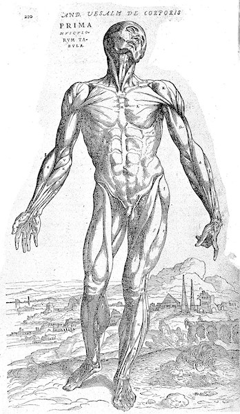 Vesalius&rsquo; famous &ldquo;muscle man&rdquo;, from Wikimedia Commons.